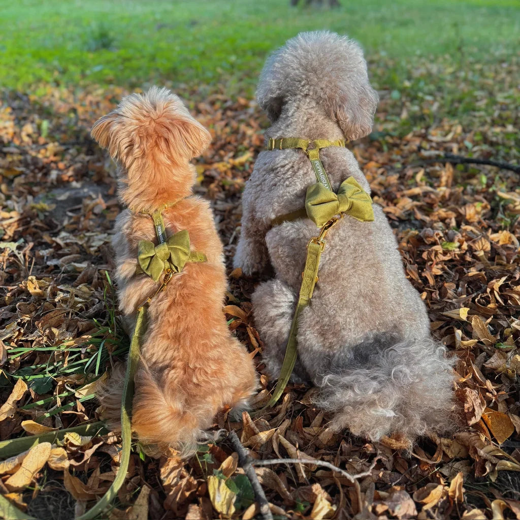 Samt-H-Geschirr – Olivgrün