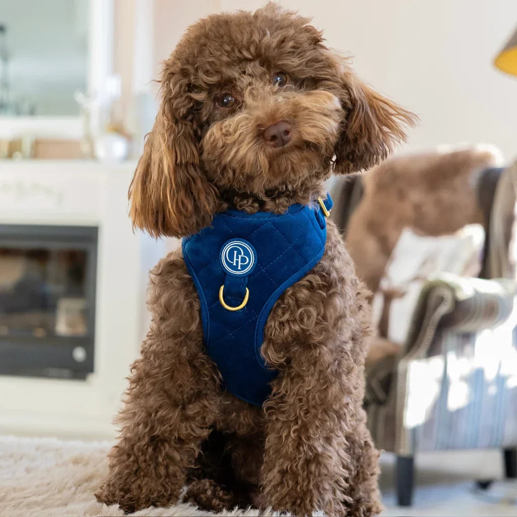 BEZTLAKOVÉ POSTROJE PRO PSY