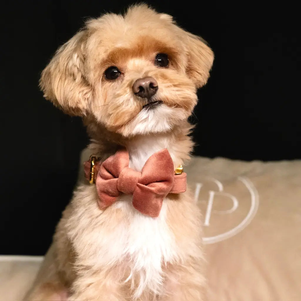 Hundehalsbänder mit Fliege