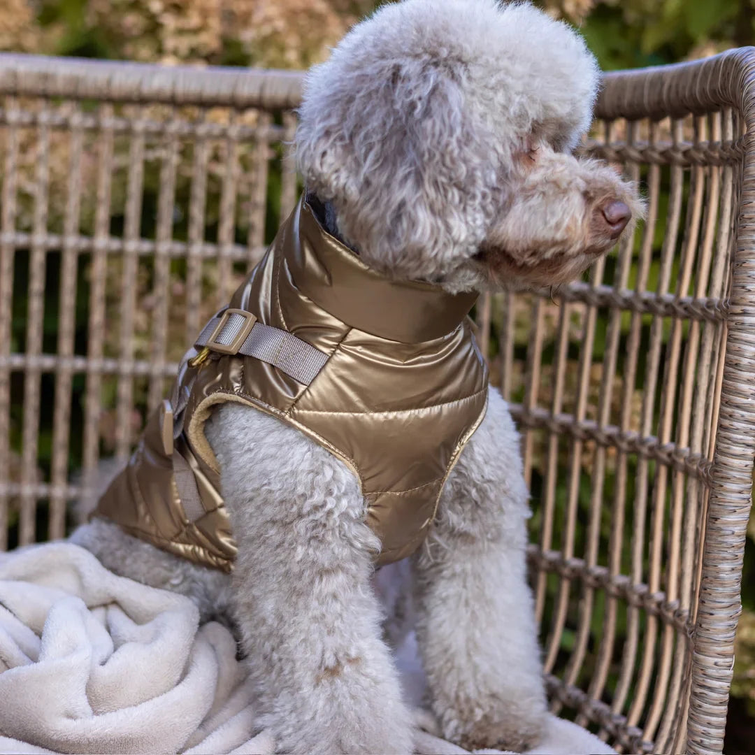 Winter-Hundemantel 2-in-1 (Gefüttert & Wasserfest) mit Geschirr – Gold