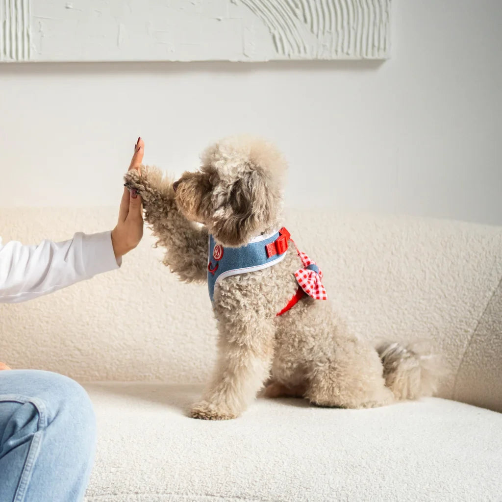 Druckfreies Hundegeschirr – Jeans