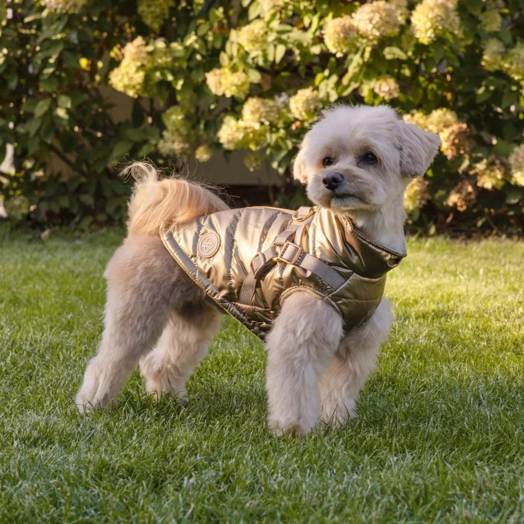 Winter-Hundemantel 2-in-1 (Gefüttert & Wasserfest) mit Geschirr – Gold