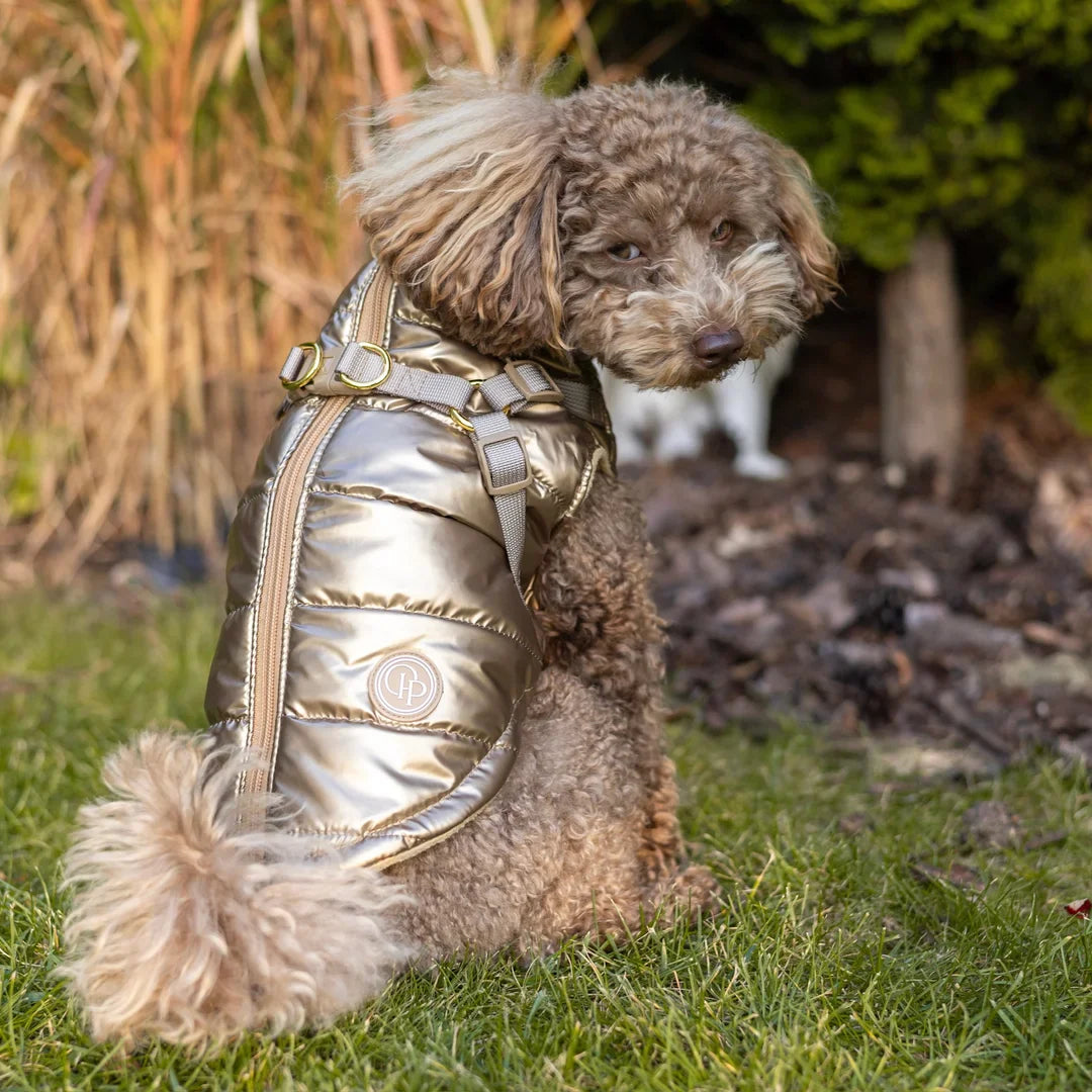 Winter-Hundemantel 2-in-1 (Gefüttert & Wasserfest) mit Geschirr – Gold