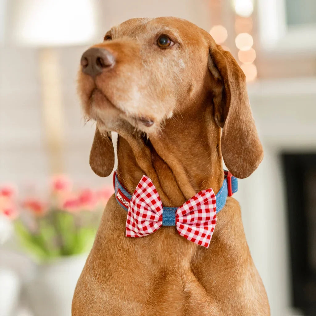 Hundehalsband mit Fliege – Jeans