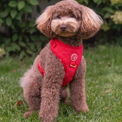 Druckfreies Hundegeschirr aus Samt – Rot