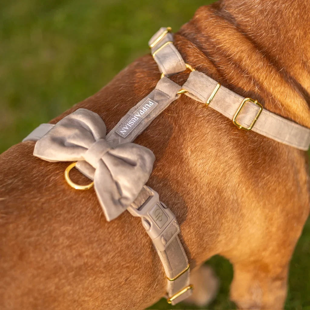 Samt-H-Geschirr mit Schleife – Beige
