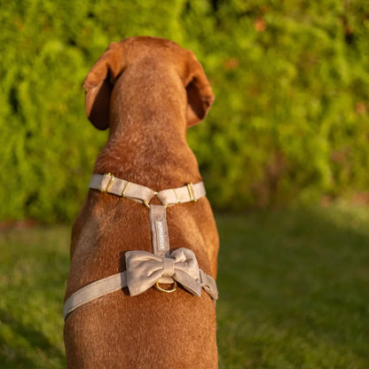 Hundefliege aus Samt – Beige