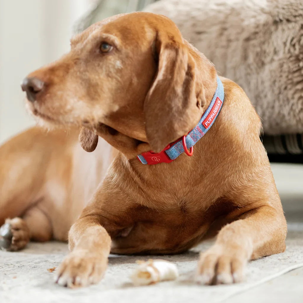 Hundehalsband – Jeans