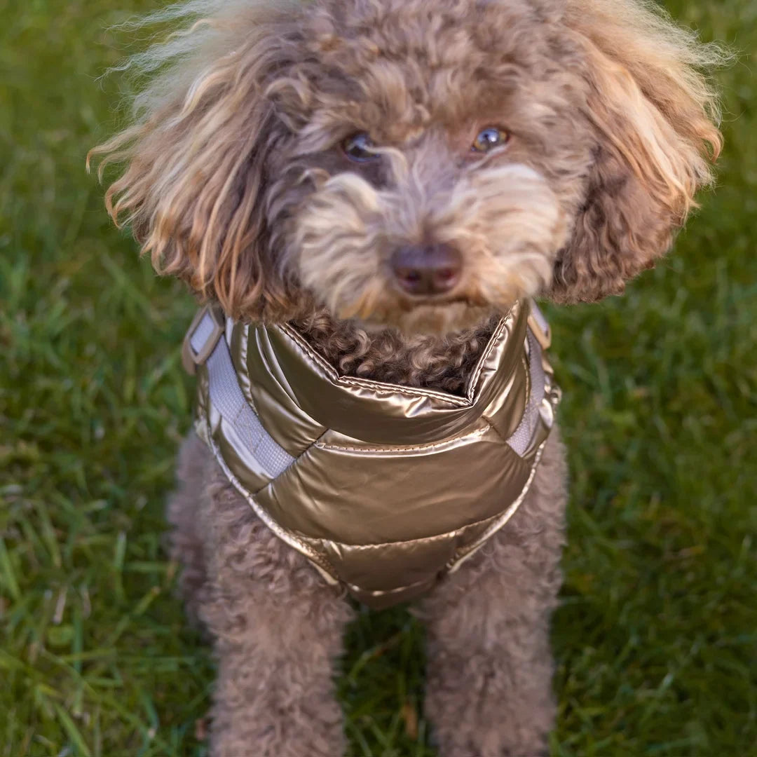 Winter-Hundemantel 2-in-1 (Gefüttert & Wasserfest) mit Geschirr – Gold