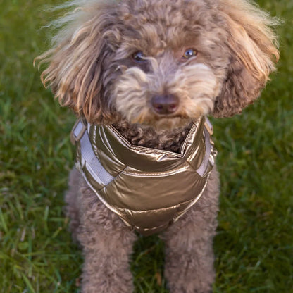 Winter-Hundemantel 2-in-1 (Gefüttert & Wasserfest) mit Geschirr – Gold