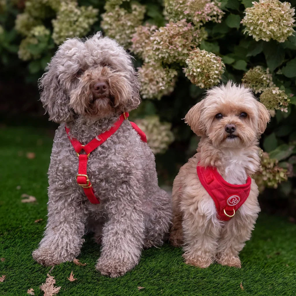 Druckfreies Hundegeschirr aus Samt – Rot
