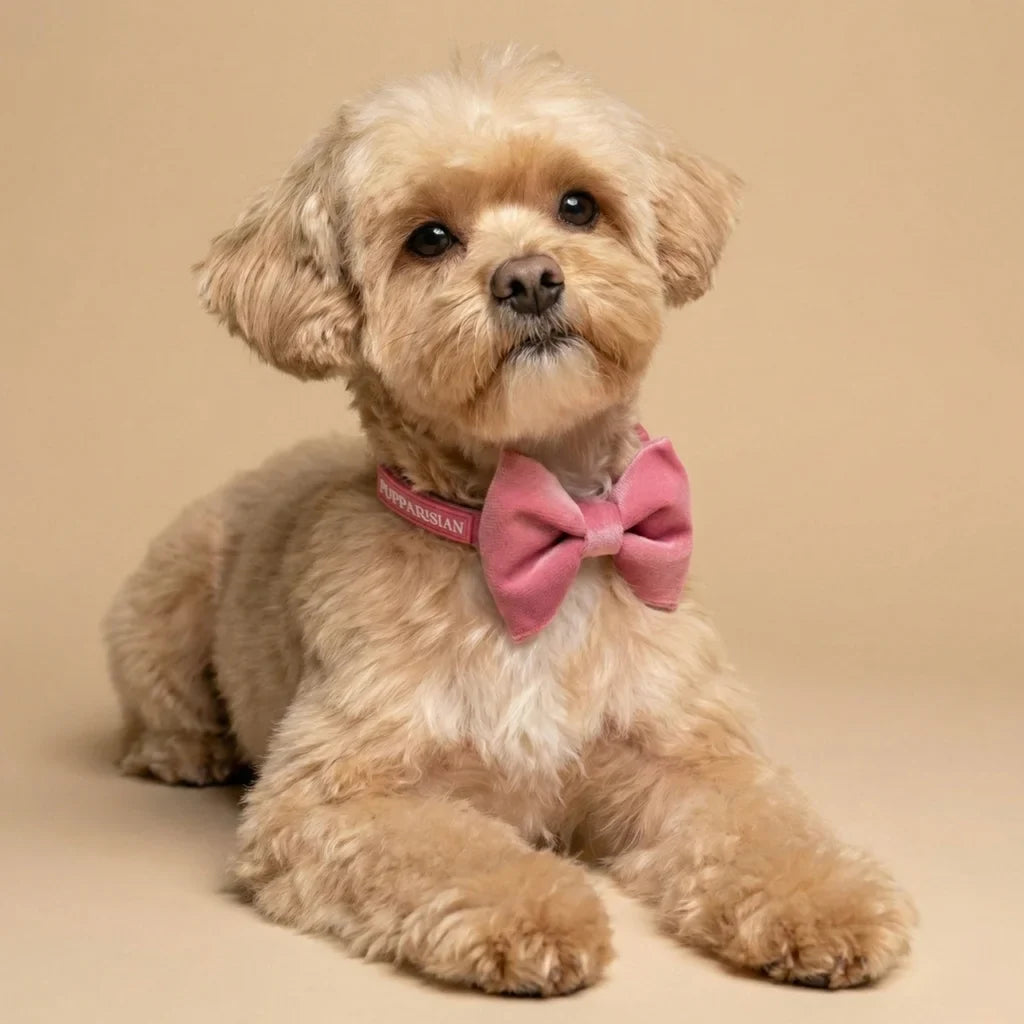 Samt-Hundehalsband – Rosa