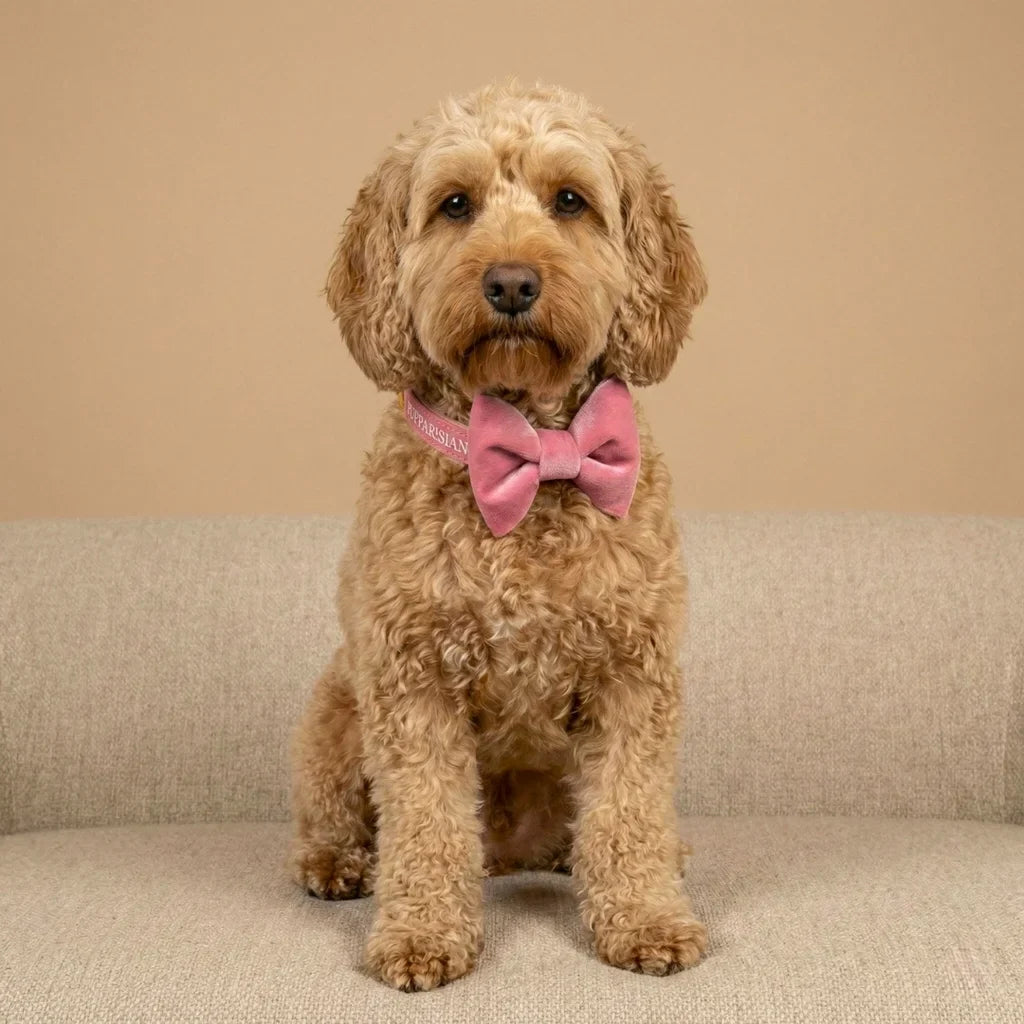 Samt-Hundehalsband mit Fliege – Rosa