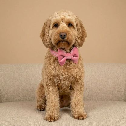 Samt-Hundehalsband mit Fliege – Rosa
