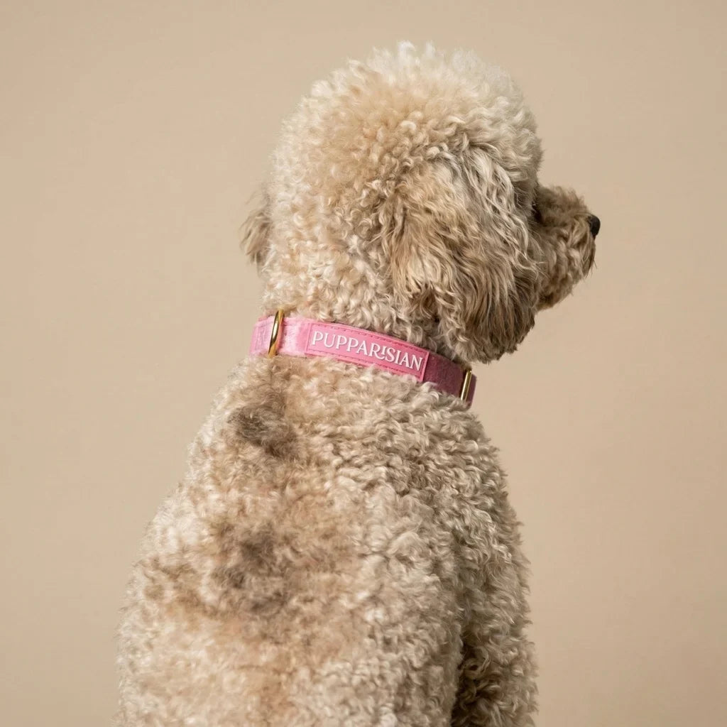 Samt-Hundehalsband mit Fliege – Rosa