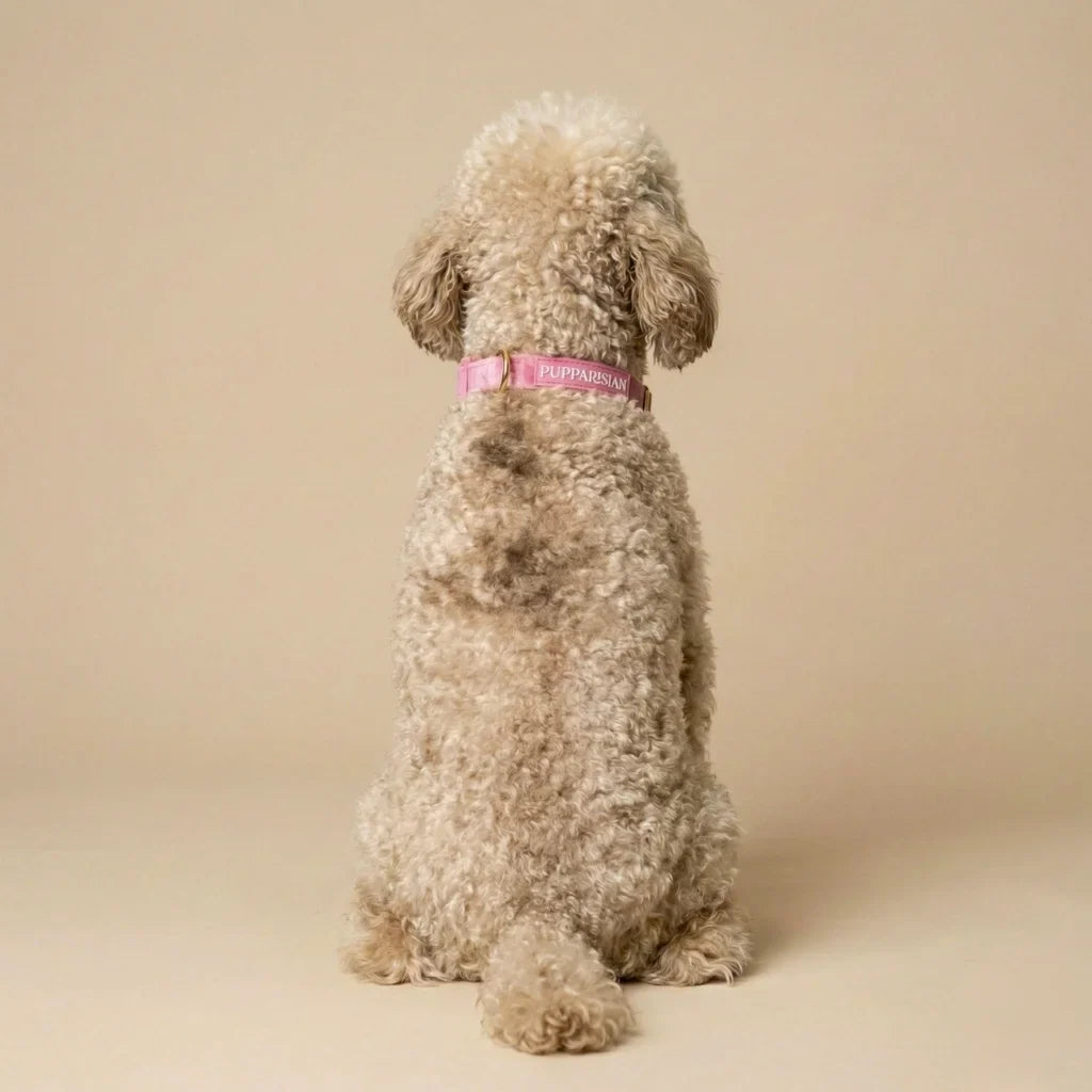 Samt-Hundehalsband – Rosa