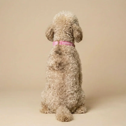 Samt-Hundehalsband mit Fliege – Rosa