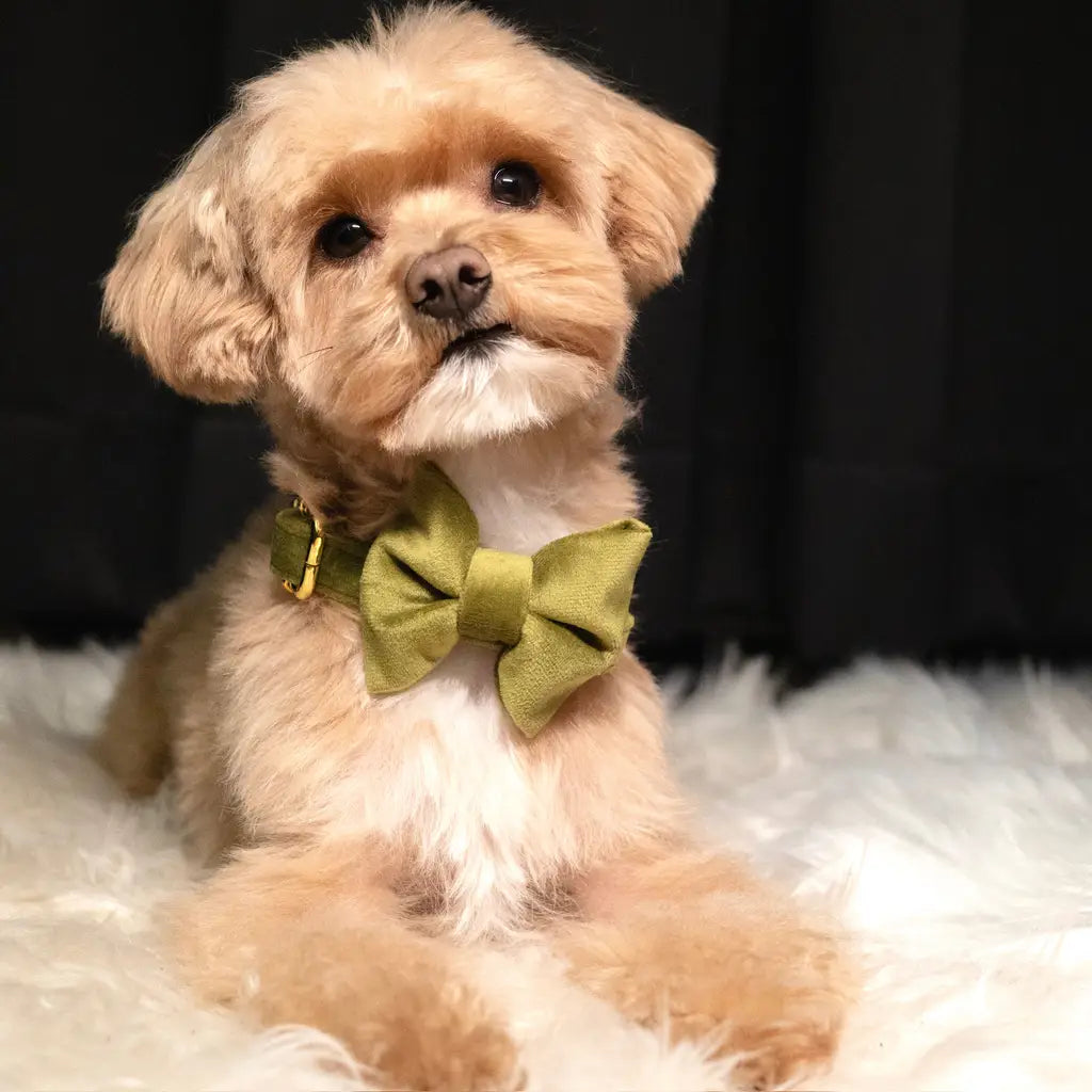 Hundefliege aus Samt – Olivgrün