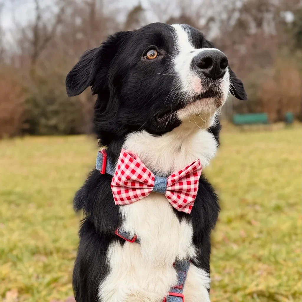 Hundehalsband mit Fliege – Jeans