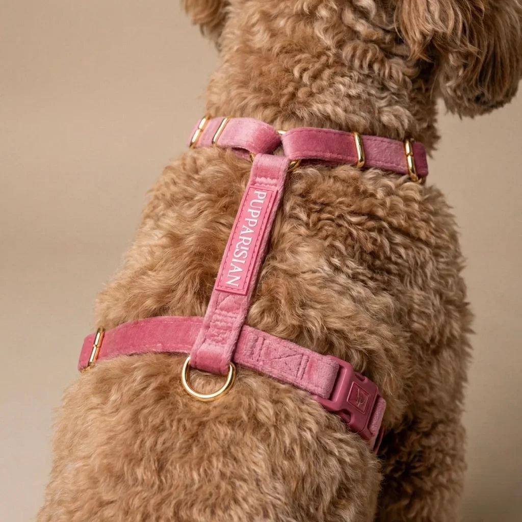 Samt-H-Geschirr – Rosa