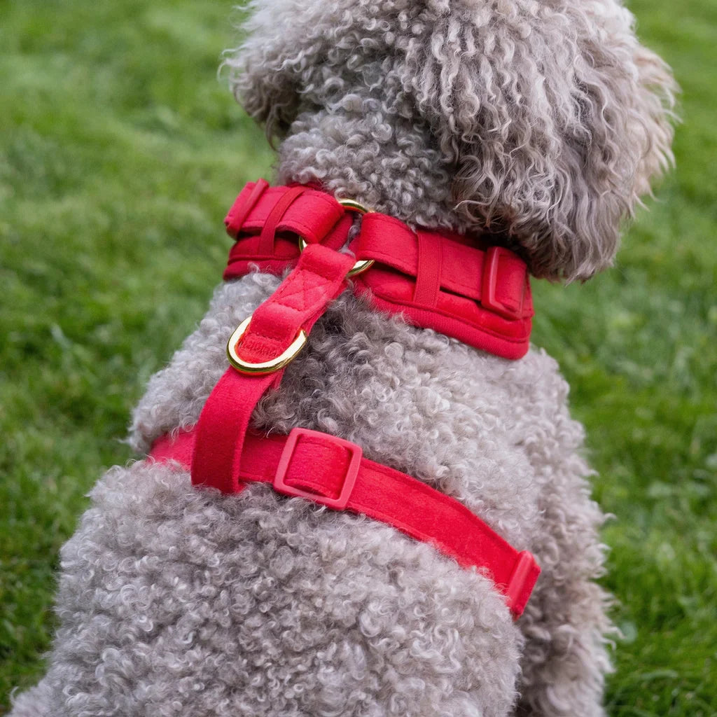 Druckfreies Hundegeschirr aus Samt – Rot