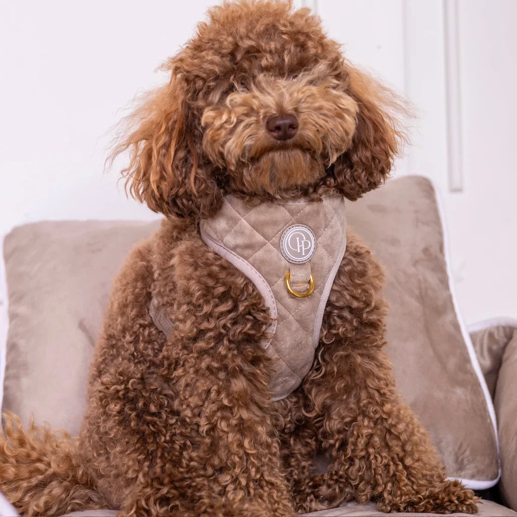 Druckfreies Hundegeschirr aus Samt – Beige