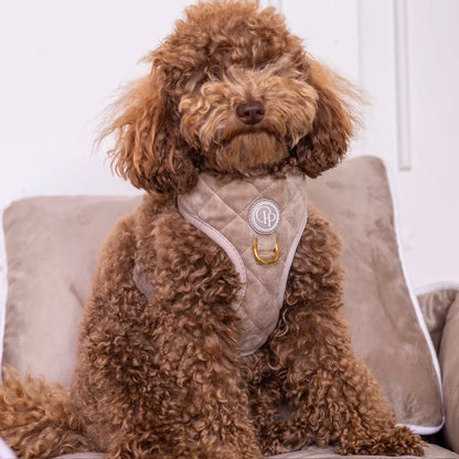Druckfreies Hundegeschirr aus Samt – Beige