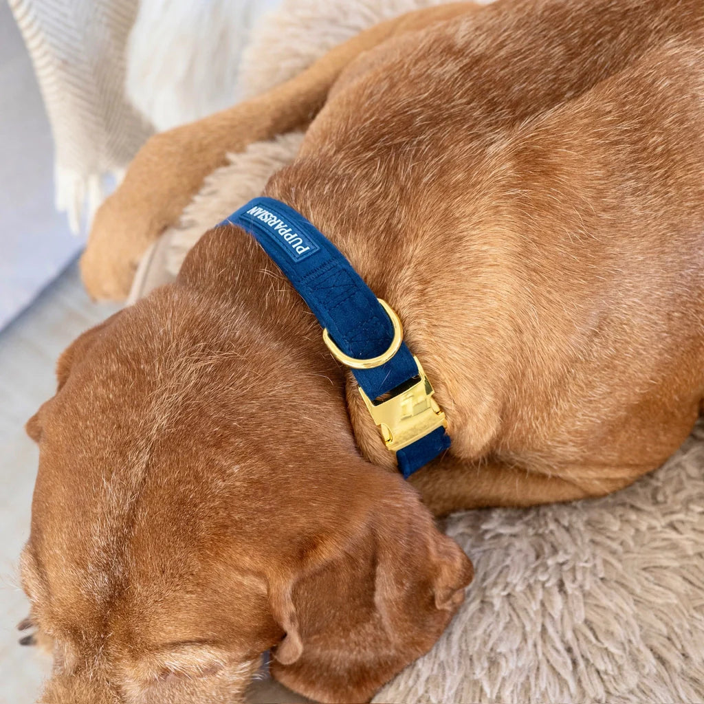 Samt-Halsband mit Fliege – Dunkelblau