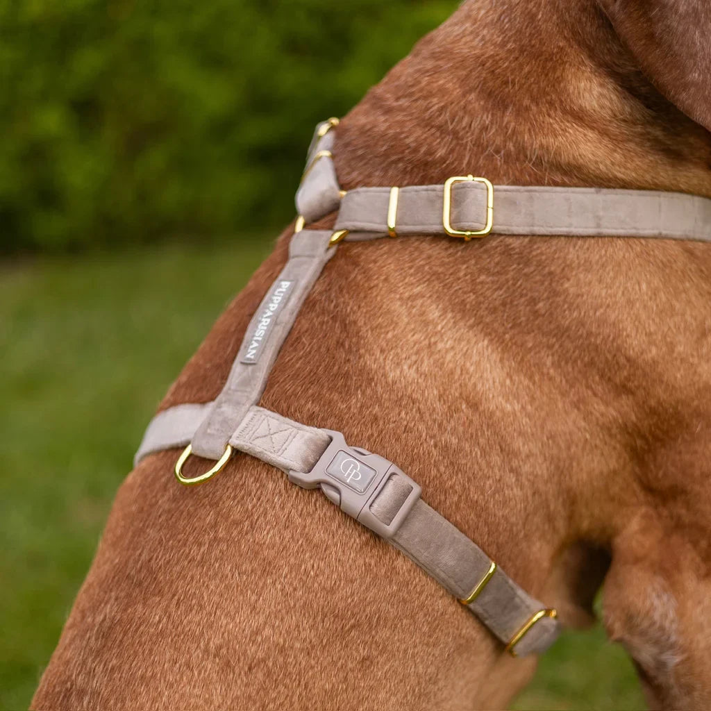Samt-H-Geschirr – Beige