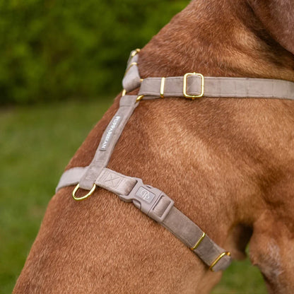 Samt-H-Geschirr – Beige