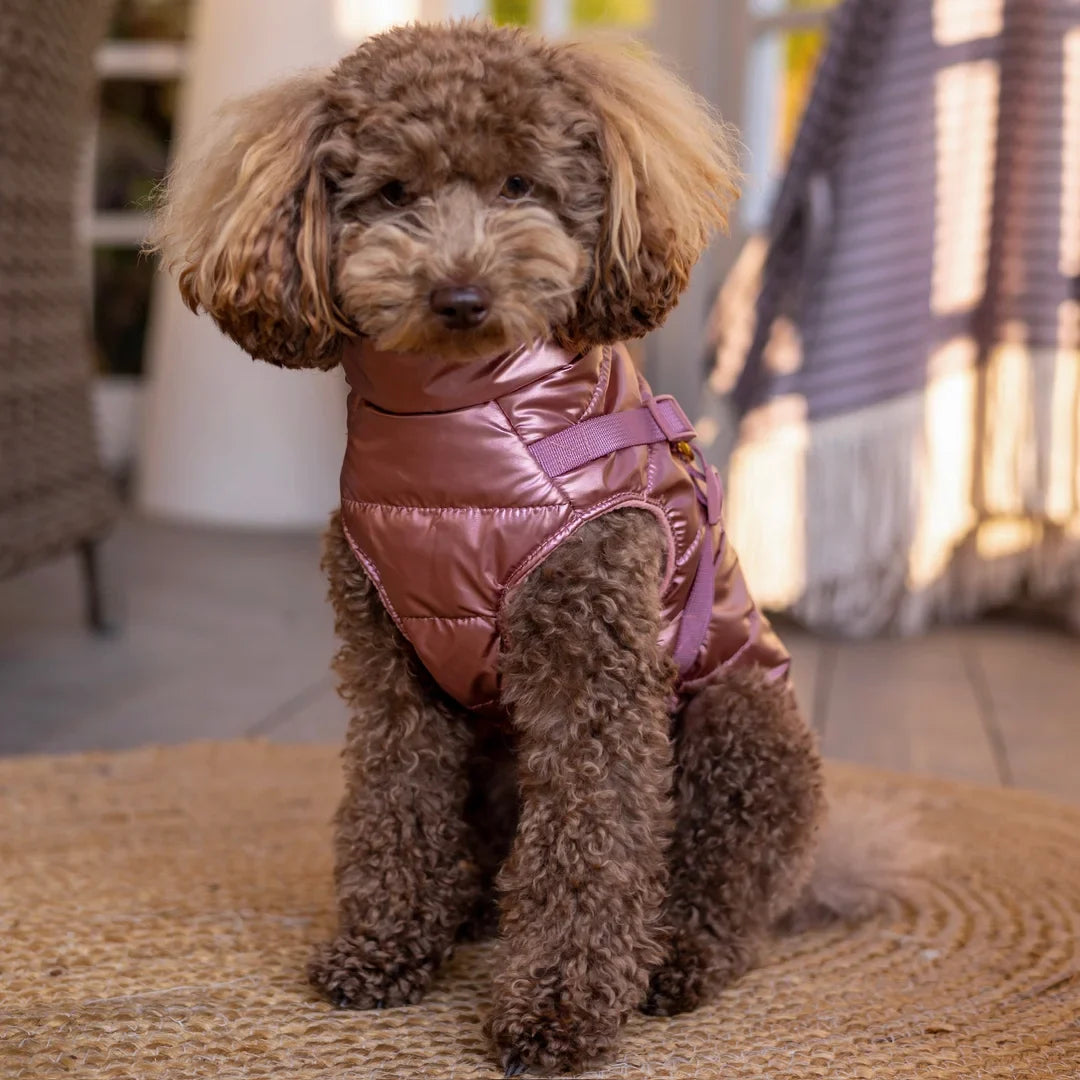 Winter-Hundemantel 2-in-1 (Gefüttert & Wasserfest) mit Geschirr – Rosa