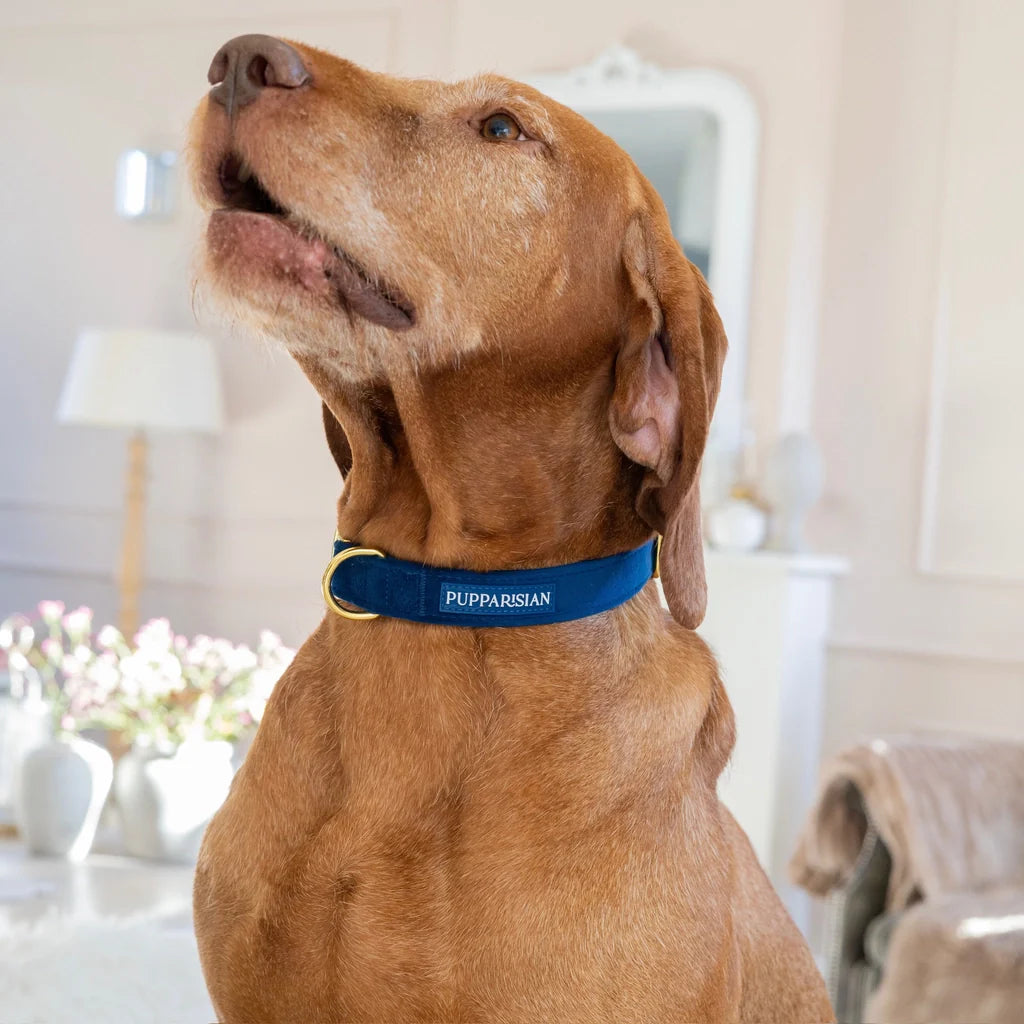 Samt-Halsband – Dunkelblau