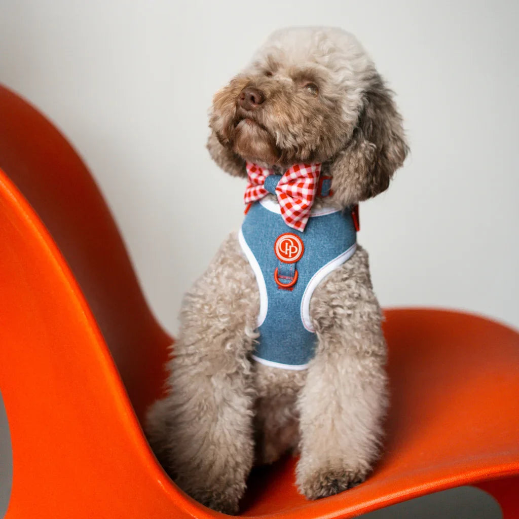 Hundehalsband mit Fliege – Jeans