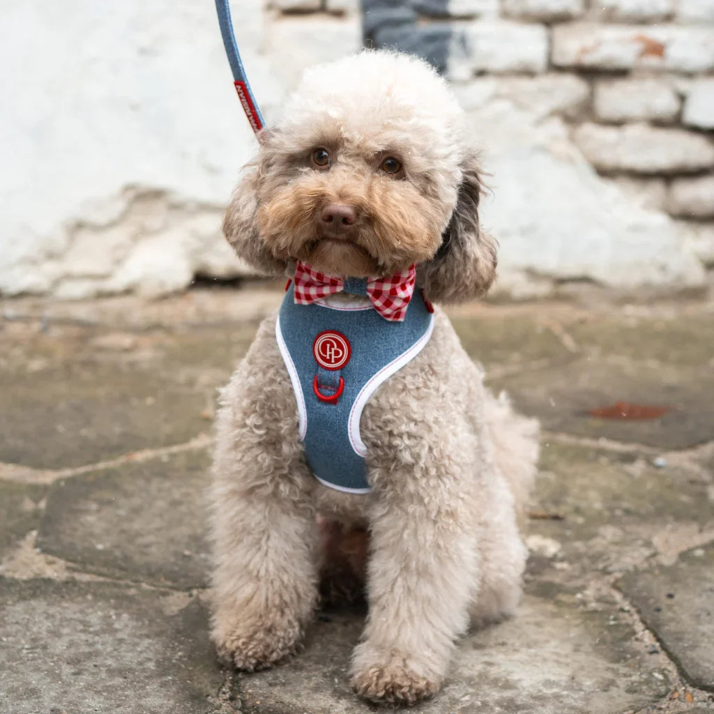 Druckfreies Hundegeschirr – Jeans