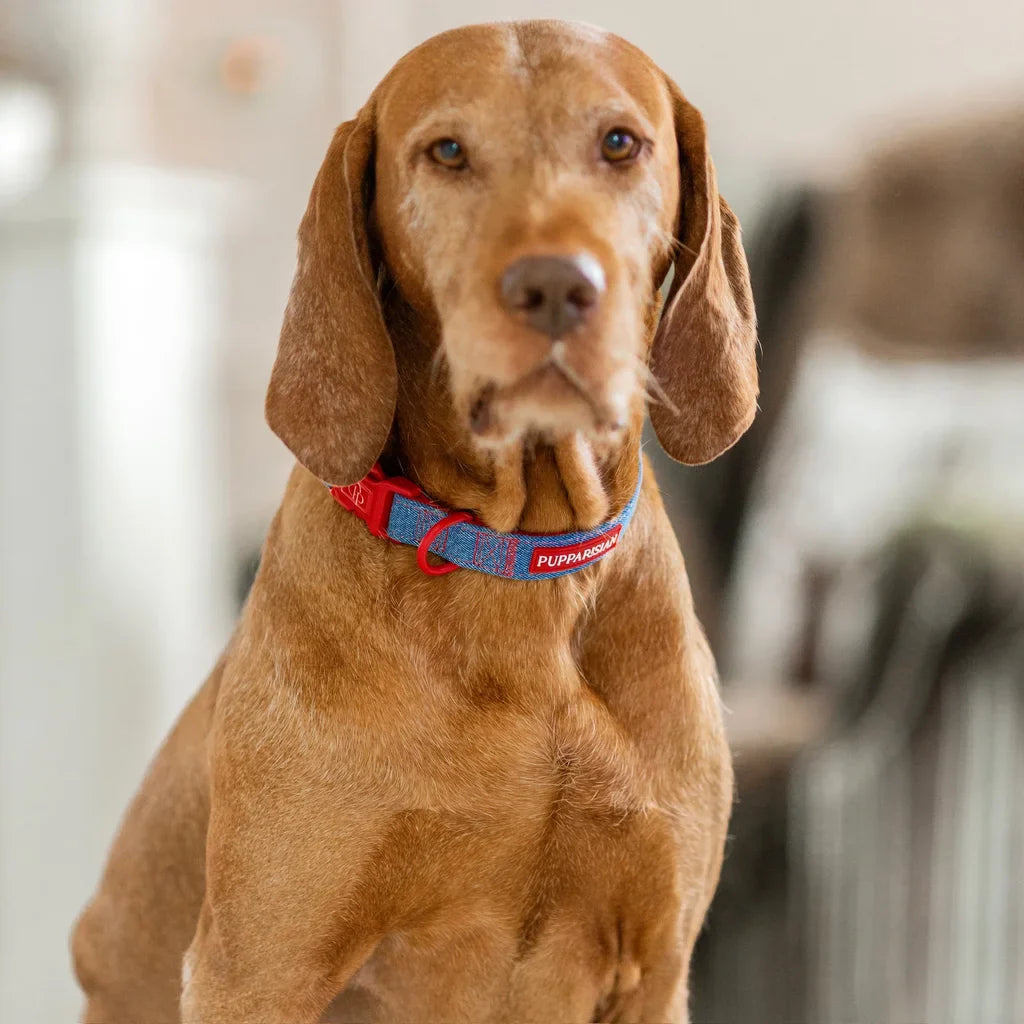 Hundehalsband – Jeans
