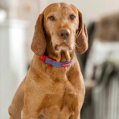 Hundehalsband – Jeans