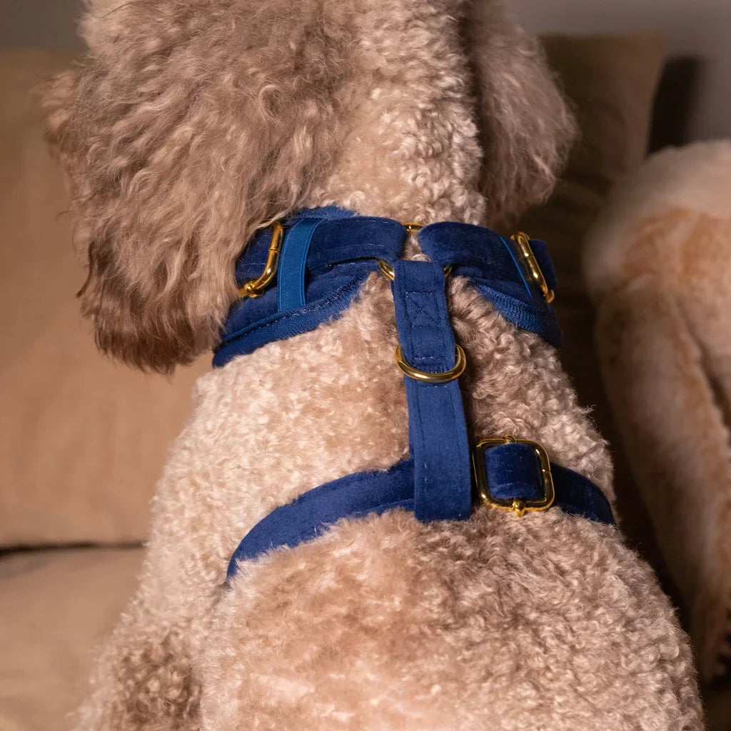 Druckfreies Hundegeschirr aus Samt – Dunkelblau