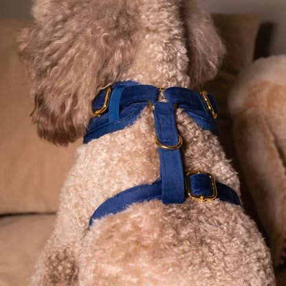 Druckfreies Hundegeschirr aus Samt – Dunkelblau