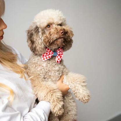 Hundehalsband mit Fliege – Jeans