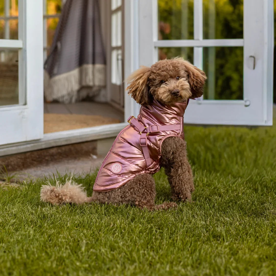 Winter-Hundemantel 2-in-1 (Gefüttert & Wasserfest) mit Geschirr – Rosa