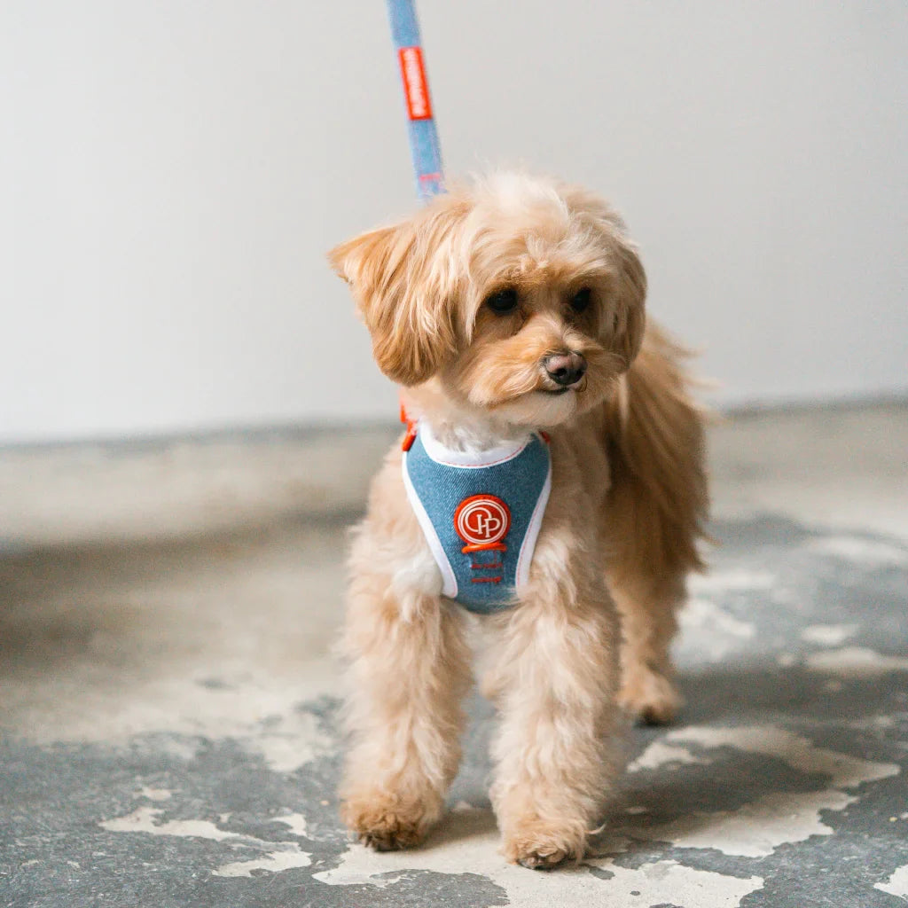 Druckfreies Hundegeschirr – Jeans