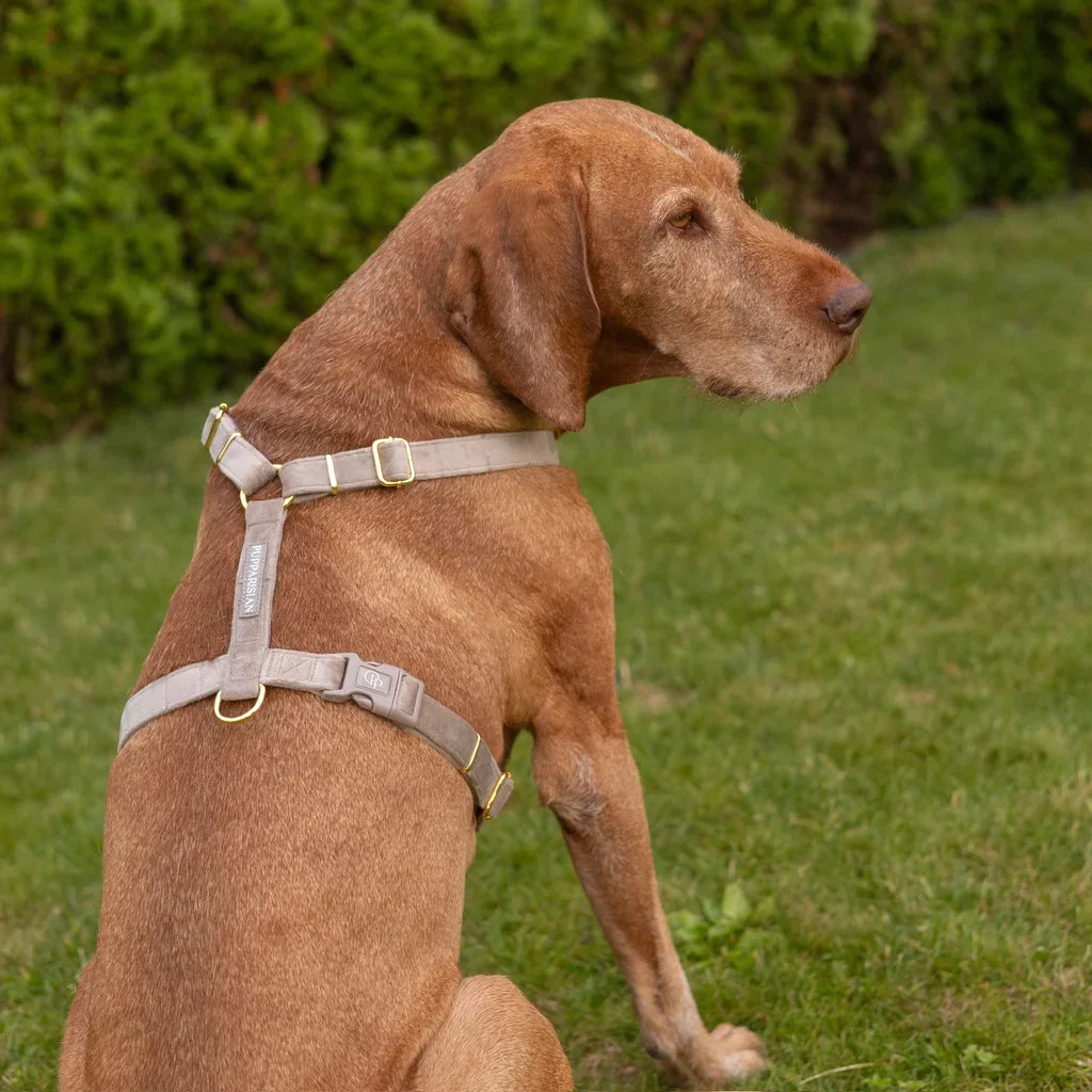 Samt-H-Geschirr – Beige