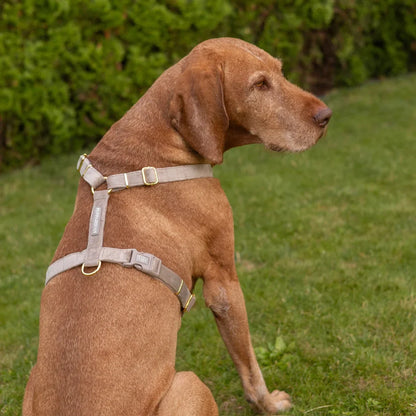 Samt-H-Geschirr – Beige
