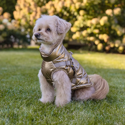 Winter-Hundemantel 2-in-1 (Gefüttert & Wasserfest) mit Geschirr – Gold
