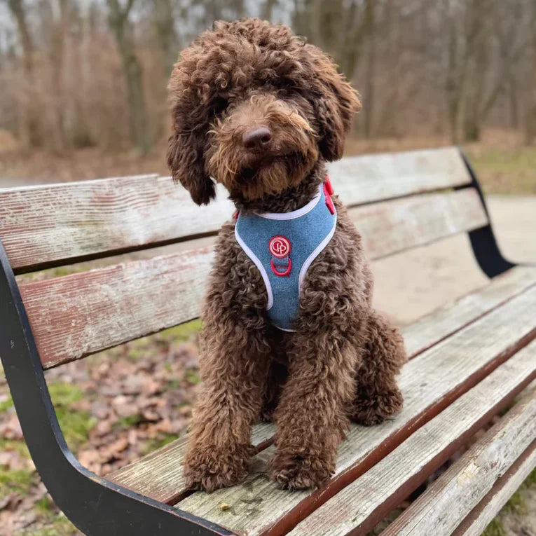 Druckfreies Hundegeschirr – Jeans
