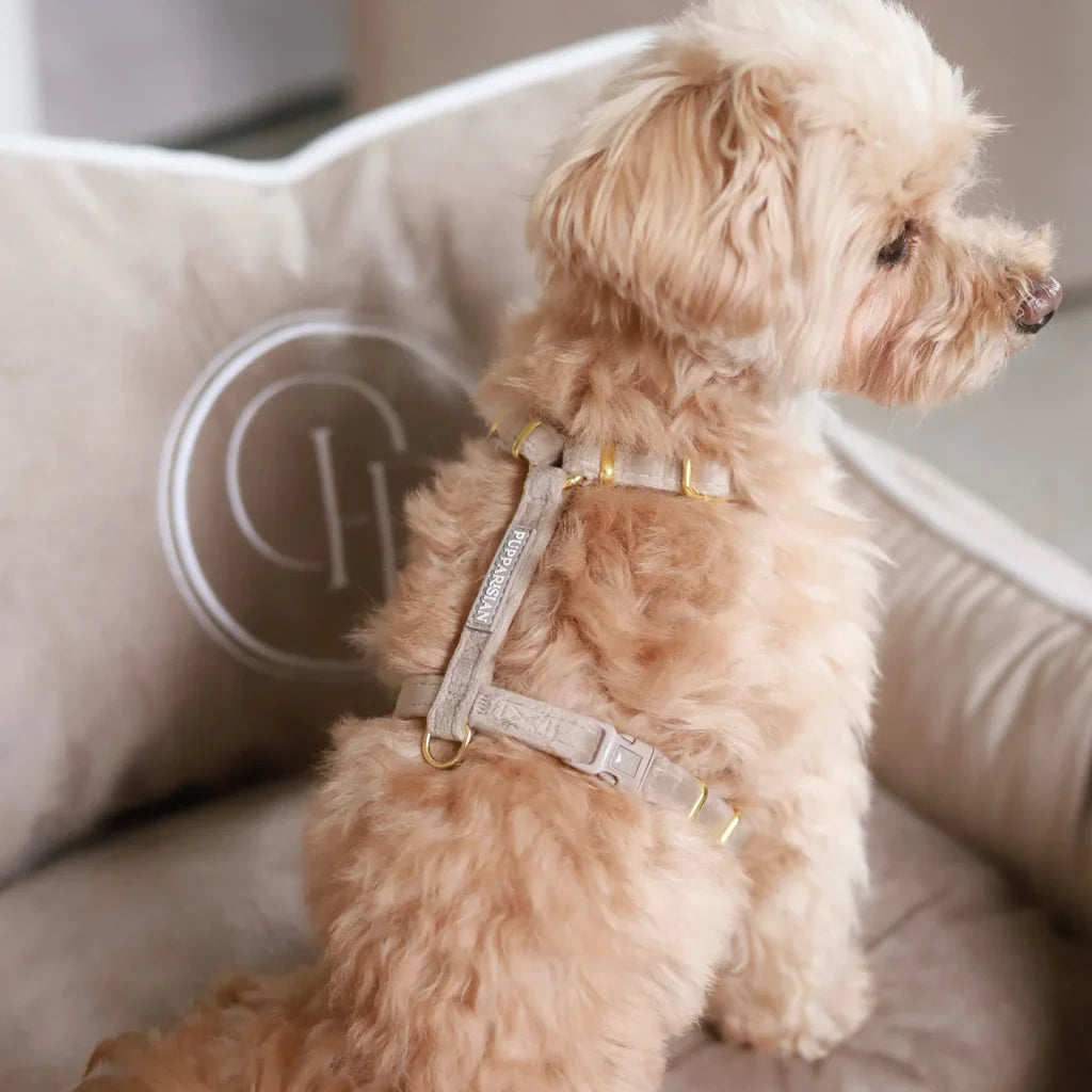 Samt-H-Geschirr – Beige