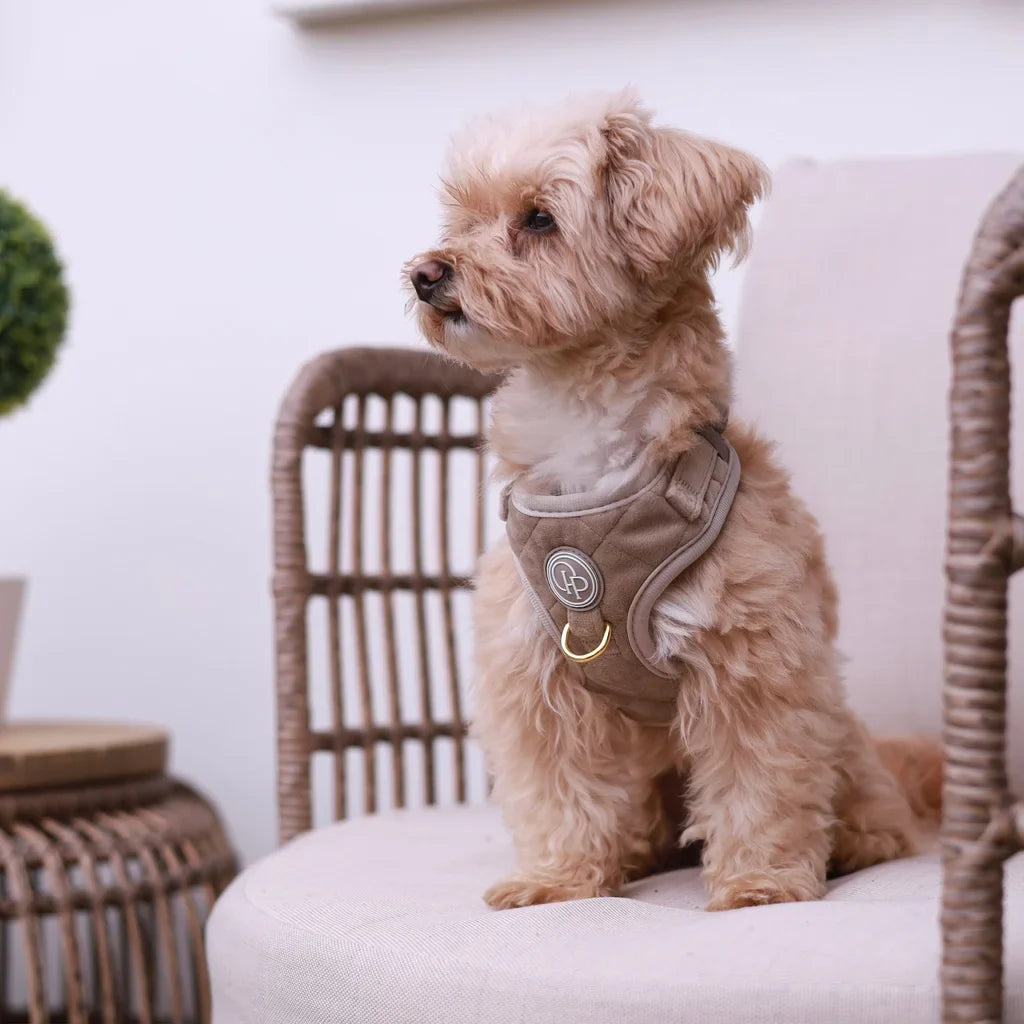 Druckfreies Hundegeschirr aus Samt – Beige