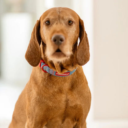 Hundehalsband mit Fliege – Jeans