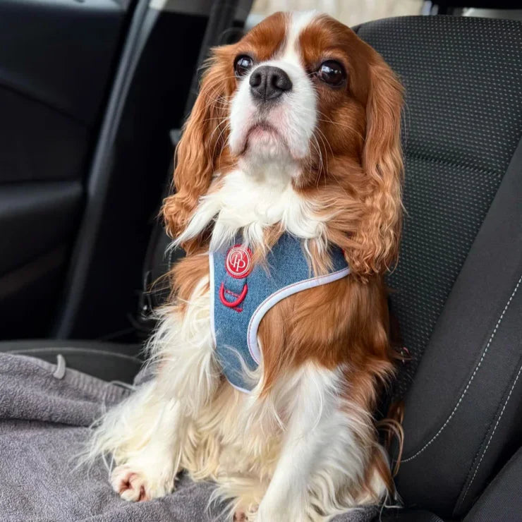 Druckfreies Hundegeschirr – Jeans
