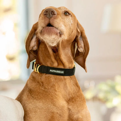Samt-Halsband mit Fliege – Schwarz